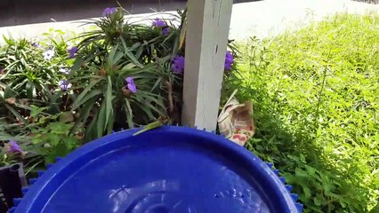 Une guêpe ambitieuse tente d'emporter une sauterelle qui fait 3 fois sa taille...