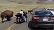 Un motard se retrouve à côté d'un énorme bison - parc Yellowstone