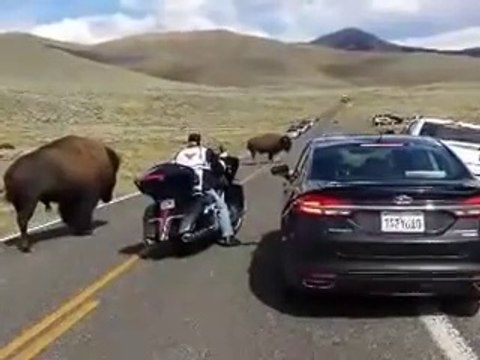 Un motard se retrouve à côté d'un énorme bison - parc Yellowstone