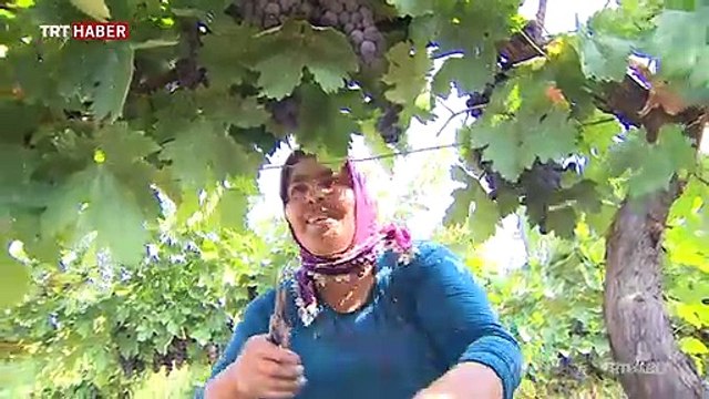 Ankara'da 11. Kalecik Karası Kültür ve Turizm Festivali başladı