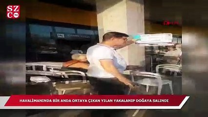 Havalimanında yılan paniği