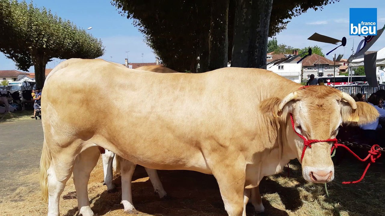Diaporama de la journée "Élevages et terroirs landais 2019" à Mont de Marsan