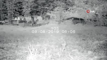 Mezarlıktaki fotokapana çakal ve yavruları takıldı