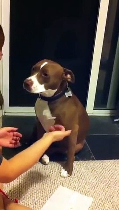 Un chien ne supporte pas qu'on lui coupe les griffes