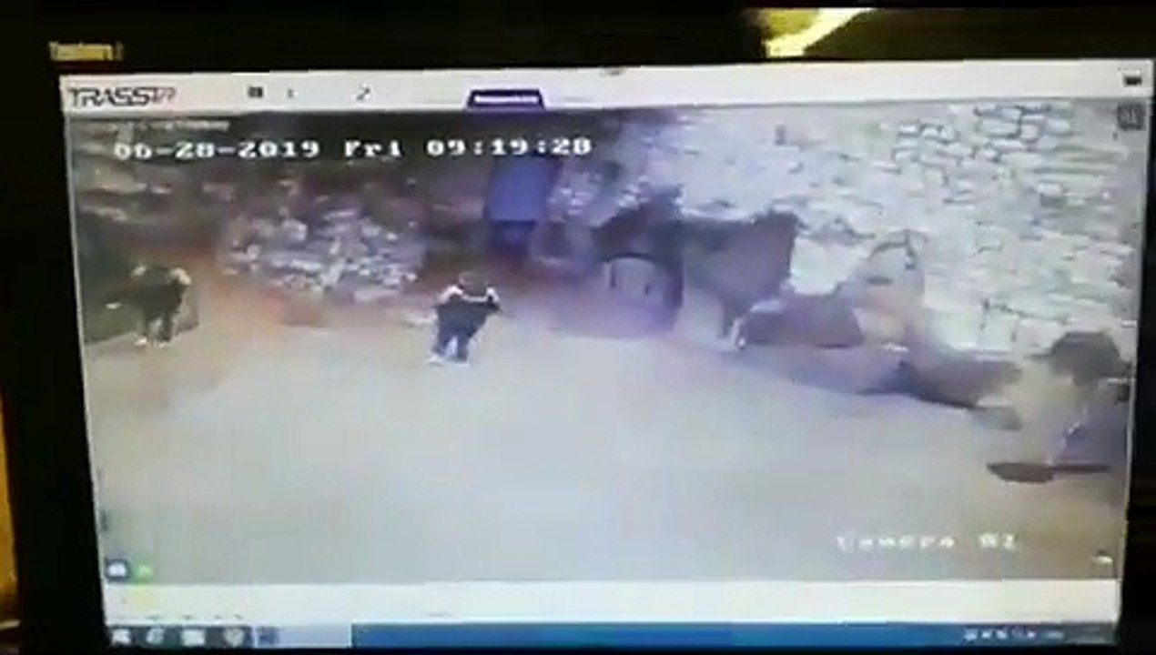 Une fille fait un face à face avec un ours blanc au zoo ! WTF