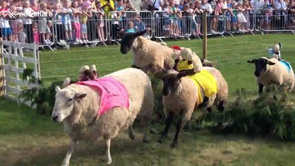 Bizarre sheep-racing contest takes place in UK
