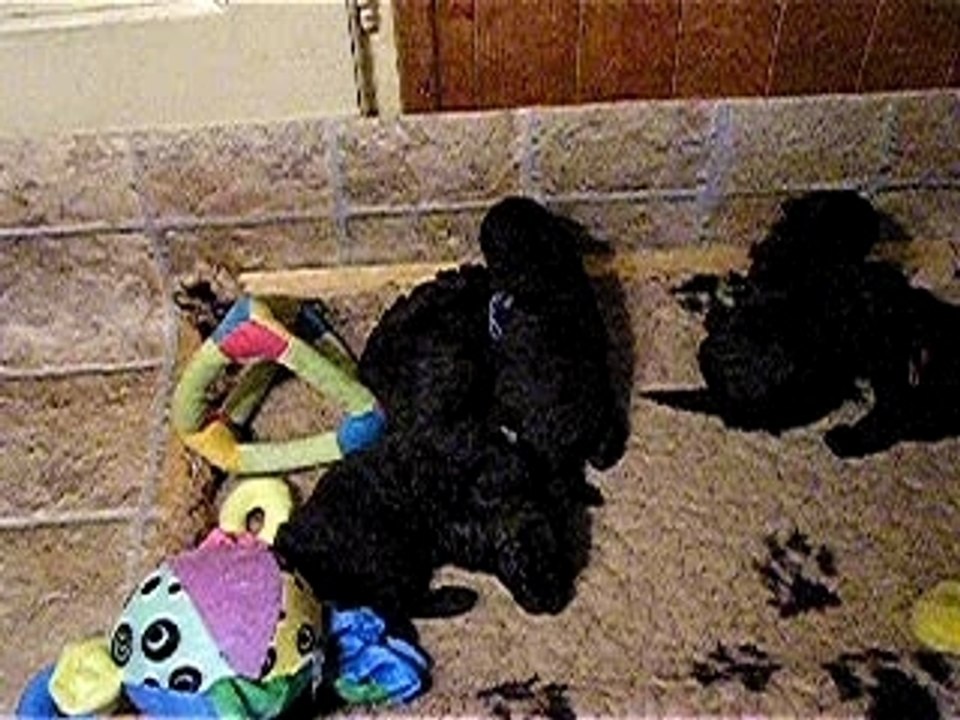 chiots jouent 2