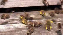 CloseUp of Flying Bees Entering the Hive