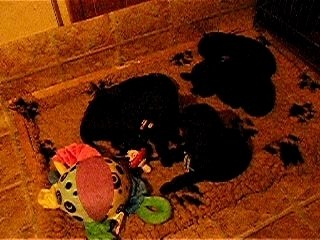 chiots jouent 4