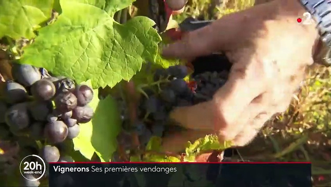 Vignerons : ses premières vendanges