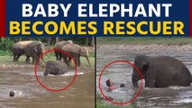 Baby elephant runs to save man from drowning, video goes viral |OneIndia News