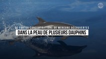 De fortes concentrations de mercure découvertes dans la peau de plusieurs dauphins