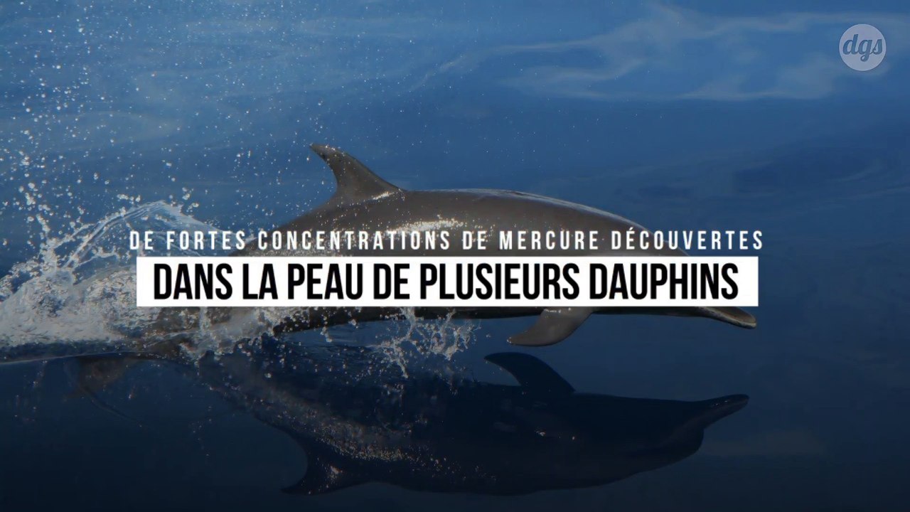 De fortes concentrations de mercure découvertes dans la peau de plusieurs dauphins