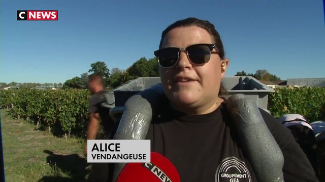 Vin rouge : l'heure des vendanges est arrivée