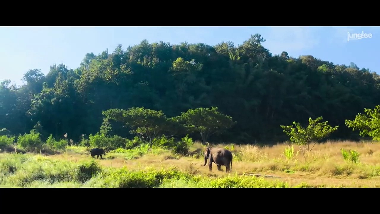 Junglee Official Trailer - Vidyut Jammwal, Pooja Sawant & Asha Bhat - Chuck Russell - 29th Mar 2019