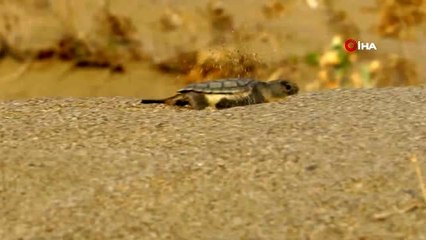 Gelin ve damat nikah şekeri yerine fidan dağıttı