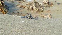 Binlerce kaplumbağa yavrusu denizle buluştu - ANKARA