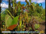 الفيلم الوثائقي جزر السيشل حلقة بعنوان:- نباتات الإبريق والحفارون العميان بدون موسيقى تم التسجيل بواسطة قناةAbofisl111 على اليوتيوب الديليموشن