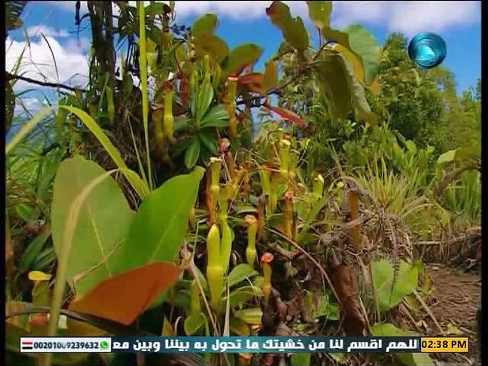 الفيلم الوثائقي جزر السيشل حلقة بعنوان:- نباتات...
