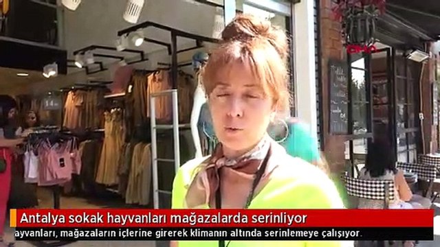 Antalya sokak hayvanları mağazalarda serinliyor