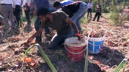 Kılıçlar soğanı çiftçiyi sevindirdi - KIRIKKALE