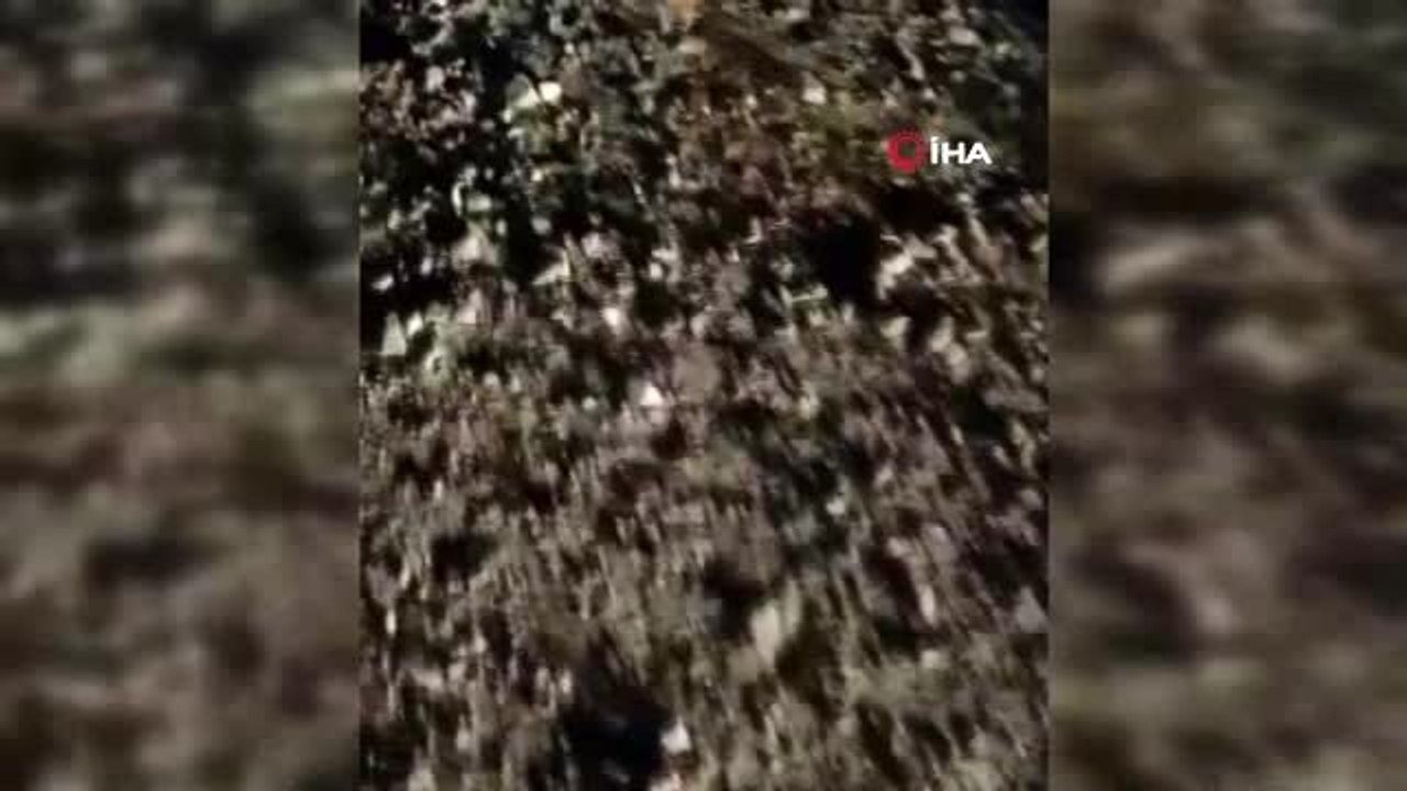 Erzincan'da Kanguru faresine benzeyen Arap tavşanı görüntülendi