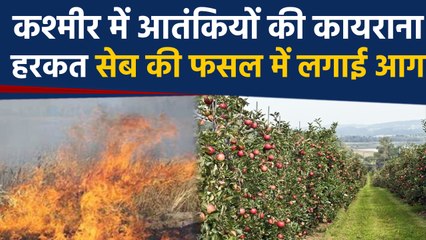 Kashmir में तिलमिलाए आतंकियों ने लगाई सेब के बागान में आग, एक्शन में सेना