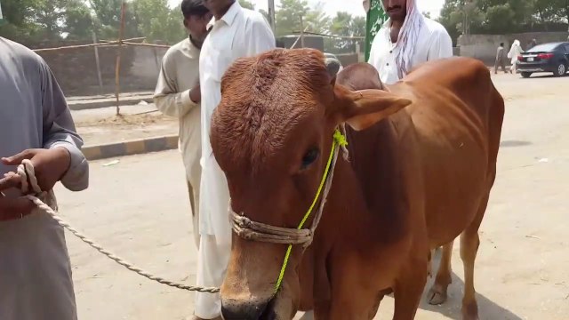 Eid k Baad RATES 22nd August 2019 - Bakra Eid 2019 - Bakra Mandi Pakistan