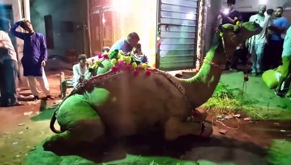 Eid k Waqt Is Camel ko Kiya Ho Gaya - Bakra Mandi Pakistan