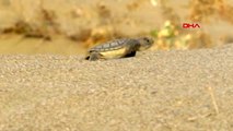 Ankara yavru deniz kaplumbağalarının denize kavuşma mücadelesi görüntülendi
