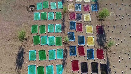 'Azezi üzümü'nün şifalı lezzetlere yolculuğu başladı - ŞANLIURFA