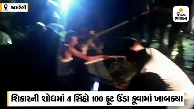 શિકારની શોધમાં 4 સિંહો 100 ફૂટ ઉંડા કૂવામાં ખાબક્યા, રેસ્ક્યુ કરી તમામને સલામત બહાર કાઢ્યા