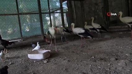 Yaralı leylek kışı Tarsus Hayvan Parkı'nda geçirecek