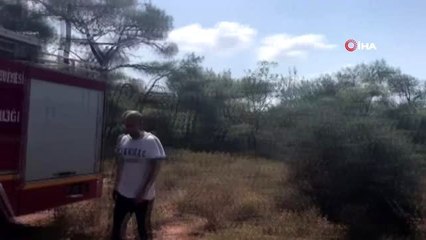 Arıcılar bal almak isterken ormanı küle çeviriyordu