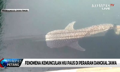 Fenomena Kemunculan Hiu Paus di Perairan Dangkal Jawa