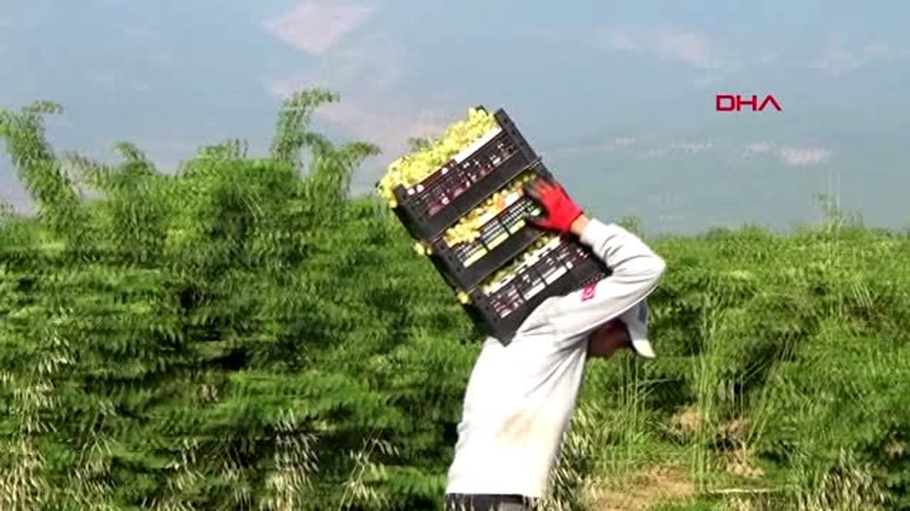 Gaziantep islahiye'de üzüm pekmezi zamanı