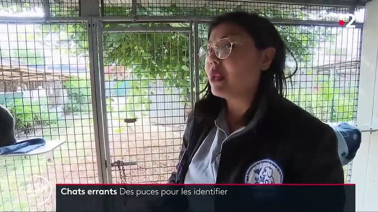 Animaux : des puces électroniques face à la recrudescence de disparitions