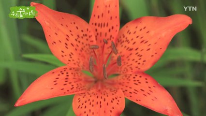 [삼삼오오 우리 숲 이야기] 서어나무 숲, 날개하늘 나리꽃 / YTN