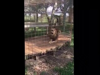 Ce lion a l'air un peu grippé : rugissement bizarre