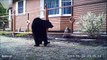 Ce gros ours brun découvre ce qu'est une cloture électrique