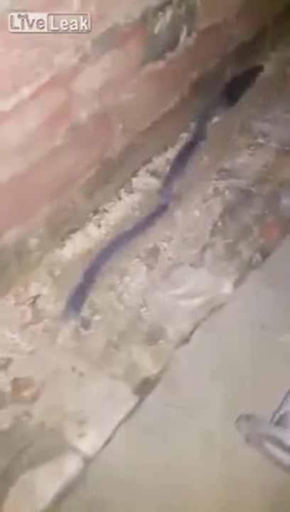 Une famille de souris se déplace en file indienne, comme un serpent !