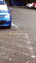 Une mouette qui déteste les voitures bleues