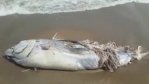 Cierran playas de La Manga por la llegada de atunes muertos tras el temporal
