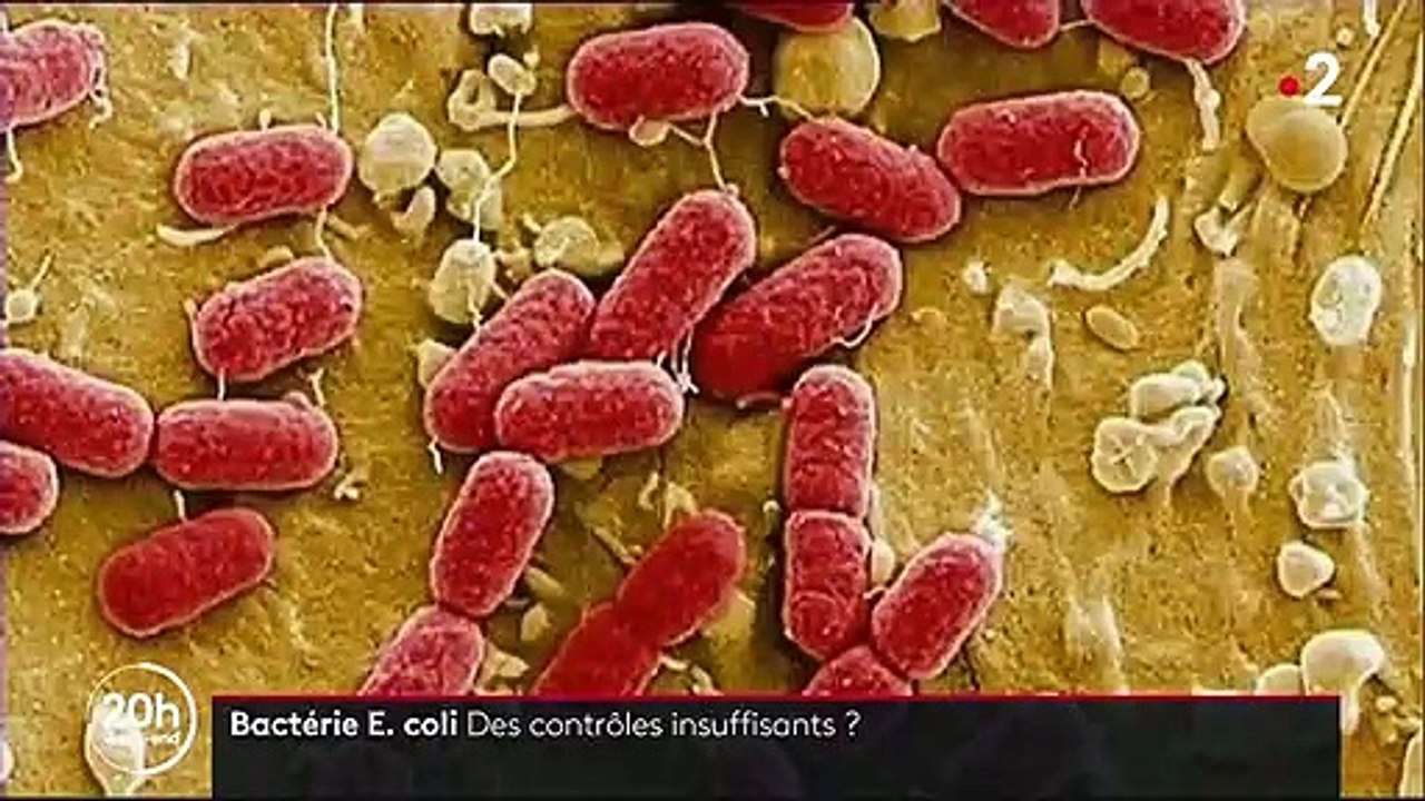 Scandales alimentaires : la bactérie E. coli traquée des abattoirs à l'assiette