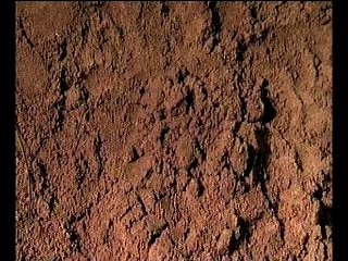 WOTV: David Attenborough celebrates creepy creatures