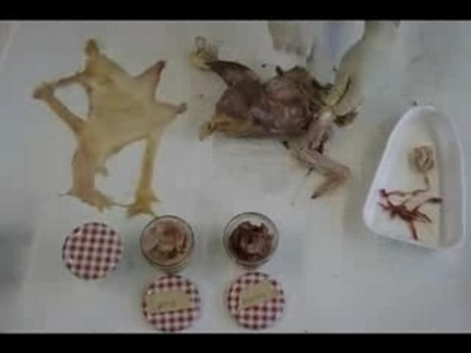 Gallus_gallus_domesticus