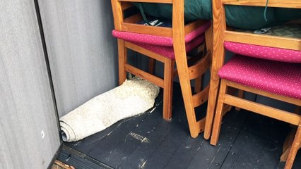 Huge Paper Wasp Nest Removal
