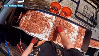 Amazing Shrimp Catching With Big Boat - Lot Of Shrimp Catch & Processing At Sea