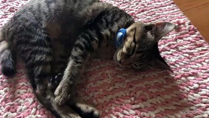 [いやぢ[癒し動画]かわよいねこちゃん