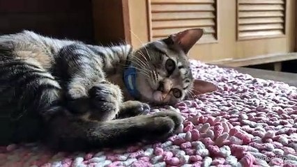 [[animal video] かわいすぎて失神するなよ♡